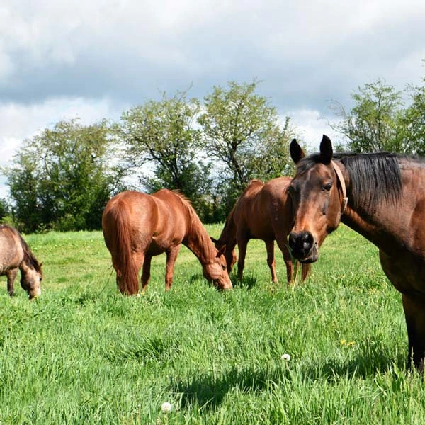 Pension pour chevaux à Saint-Didier-la-Forêt, Allier